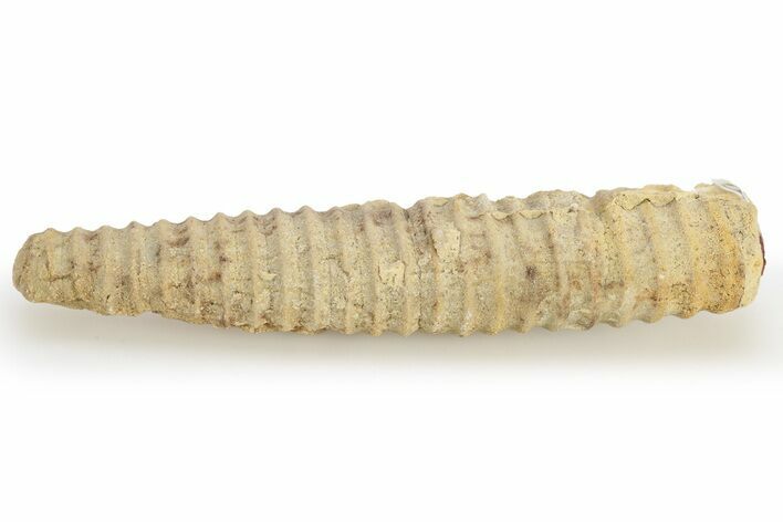 Ordovician Cephalopod (Anaspyroceras) Fossil - Wisconsin #221265